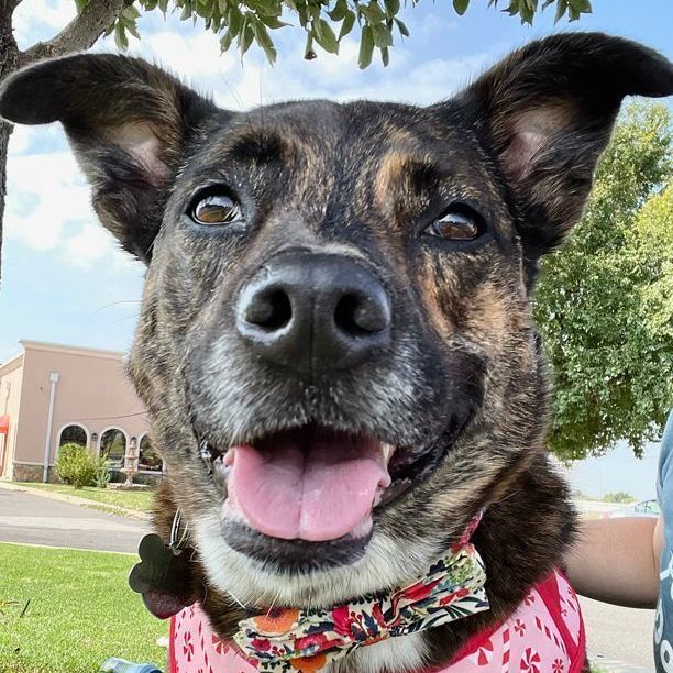Enlarge Pepper, a Adoptable mixed breed in Oklahoma City, OK image 9/11