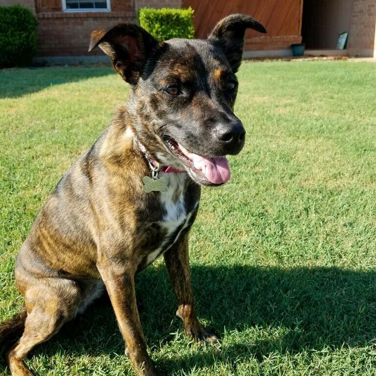 Enlarge Pepper, a Adoptable mixed breed in Oklahoma City, OK image 10/11