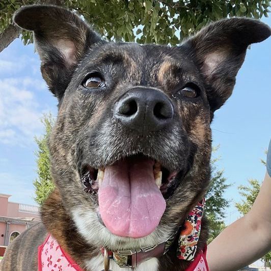 Enlarge Pepper, a Adoptable mixed breed in Oklahoma City, OK image 11/11