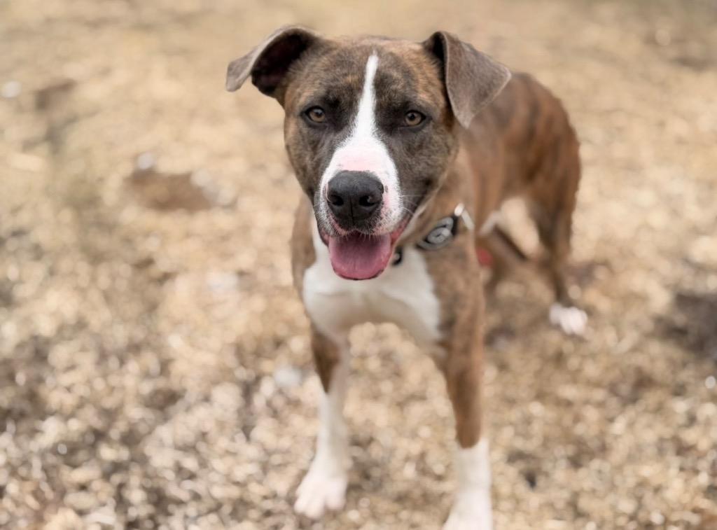 Duke, Adopted, Young Male Pit Bull Terrier & Mixed Breed.