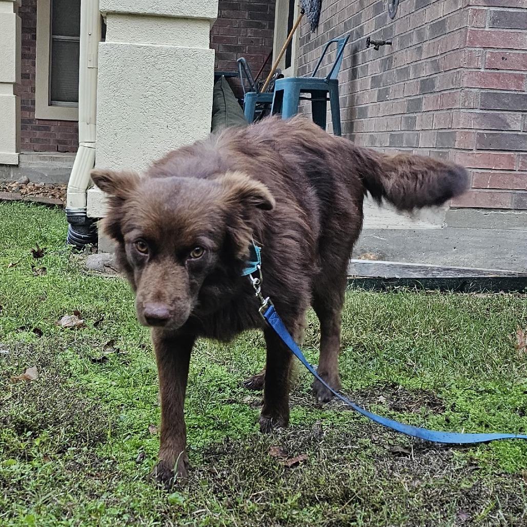 Cinnamon, Adoptable, Adult Female Australian Shepherd & Mixed Breed.