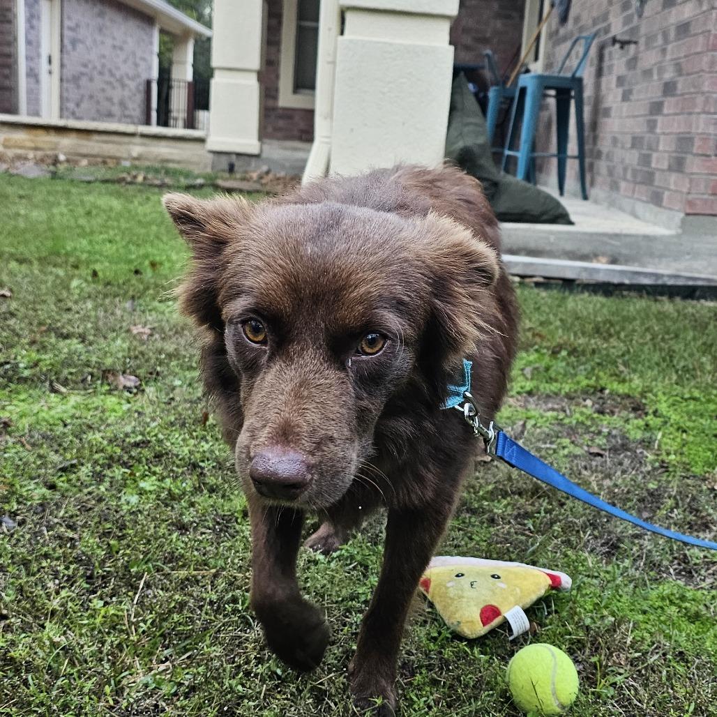 Enlarge Cinnamon, a Adoptable mixed breed in Cleveland, TX image 2/4