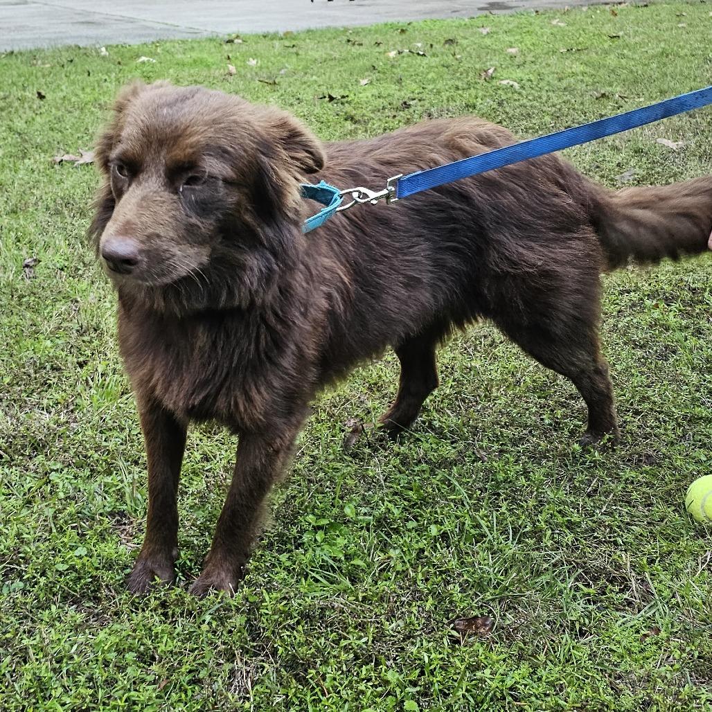 Enlarge Cinnamon, a Adoptable mixed breed in Cleveland, TX image 3/4