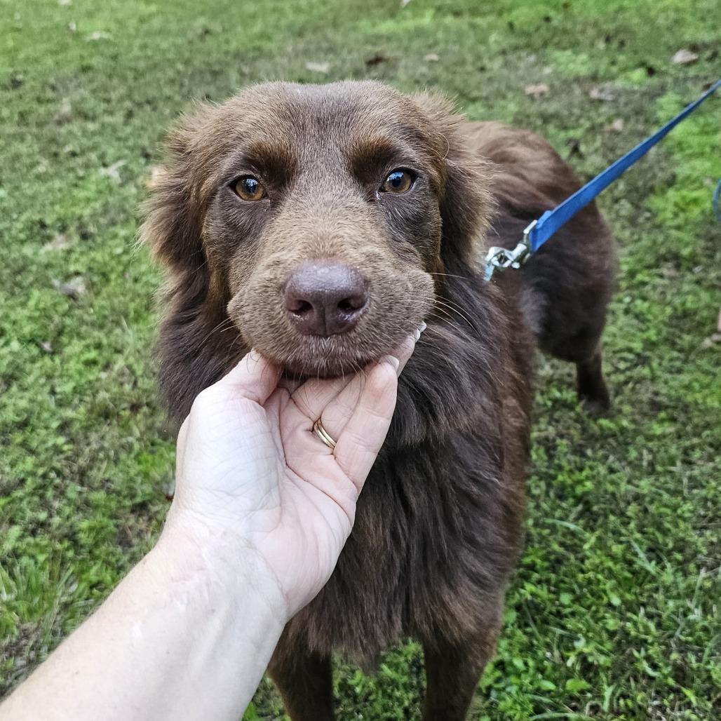Enlarge Cinnamon, a Adoptable mixed breed in Cleveland, TX image 4/4