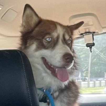 Enlarge Copper, a Adoptable mixed breed in Chelmsford, MA image 2/4