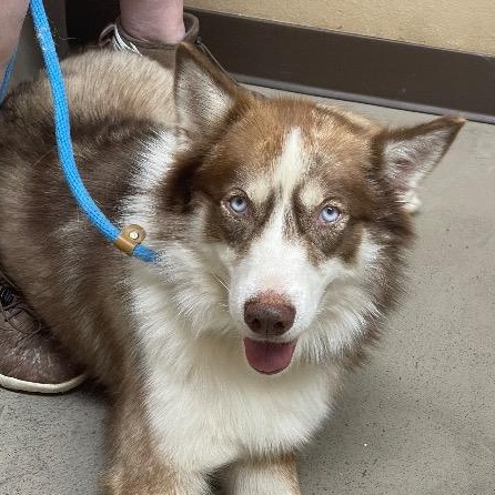 Enlarge Copper, a Adoptable mixed breed in Chelmsford, MA image 1/4
