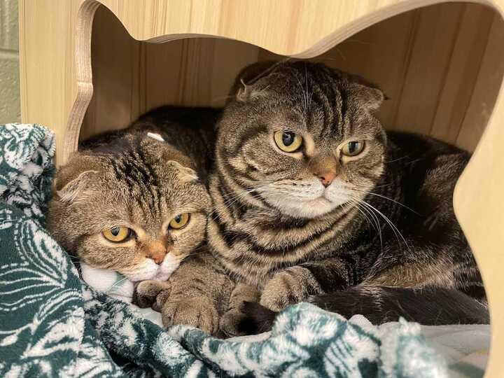 Enlarge Thistle & Tweed, an adopted Scottish Fold in Maidens, VA image 1/1