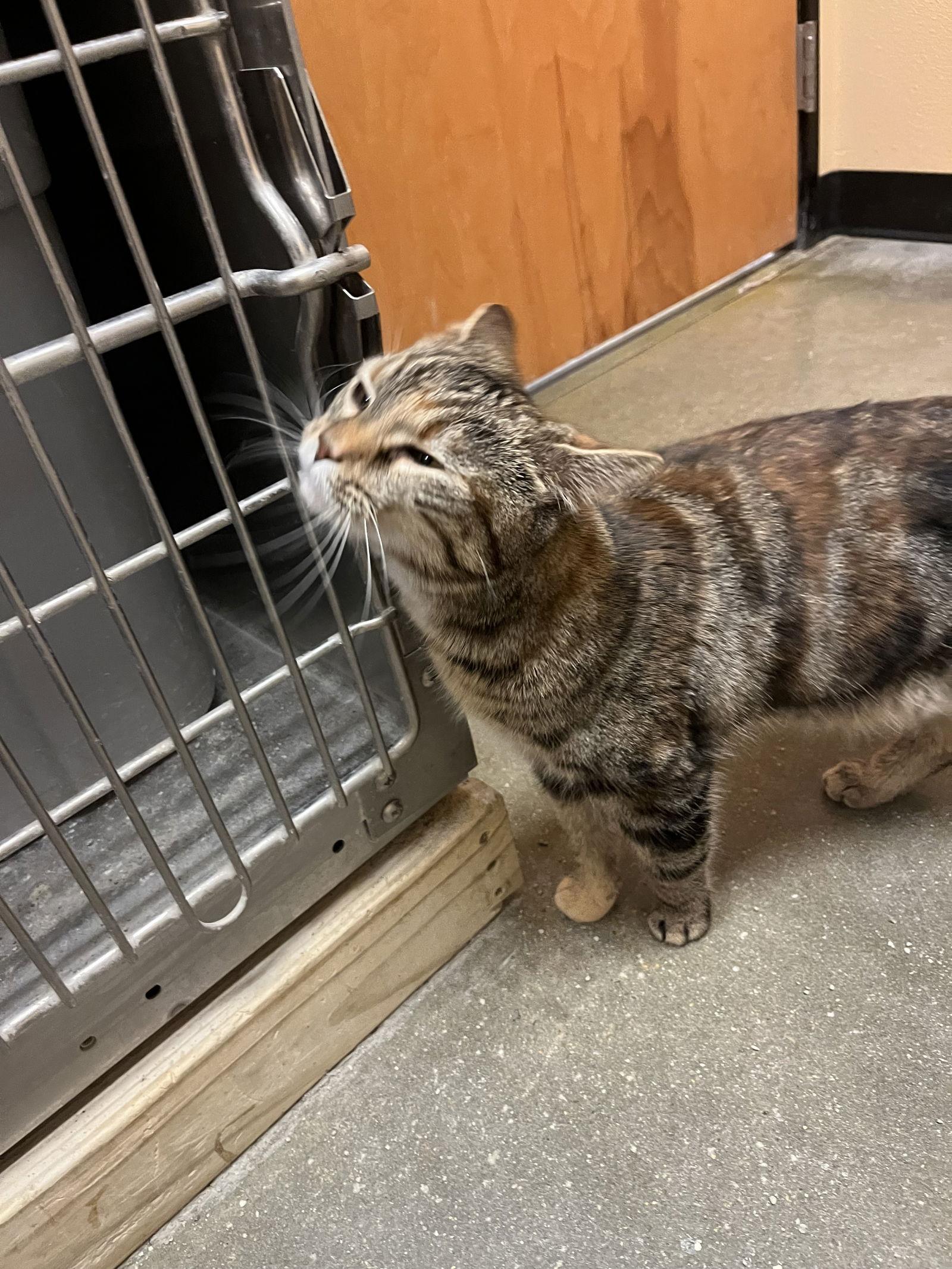 Minka, a Adoptable Domestic Short Hair in Cary, NC image 1/3