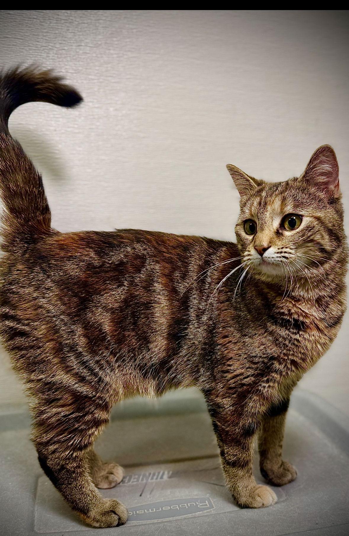 Minka, a Adoptable Domestic Short Hair in Cary, NC image 2/3
