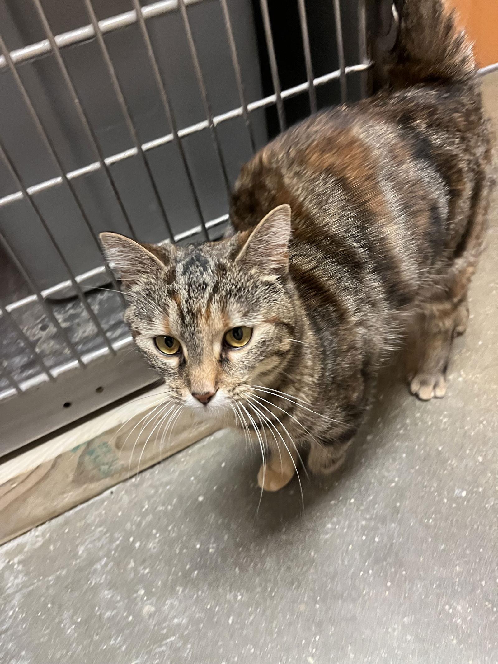 Minka, a Adoptable Domestic Short Hair in Cary, NC image 3/3