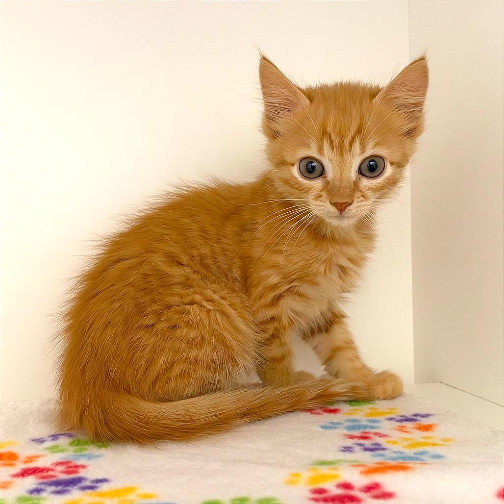 Enlarge Garfield (YLW), a Adoptable mixed breed in League City, TX image 1/2