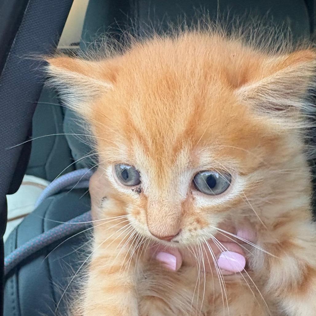 Enlarge Garfield (YLW), a Adoptable mixed breed in League City, TX image 2/2