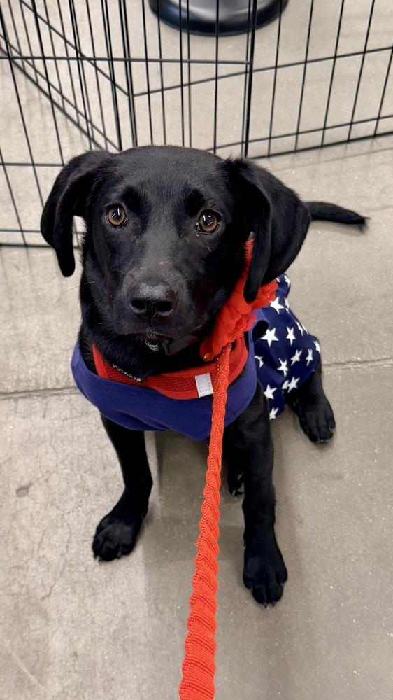 DAPHNE, Adoptable, Young Female Mixed Breed & Labrador Retriever.
