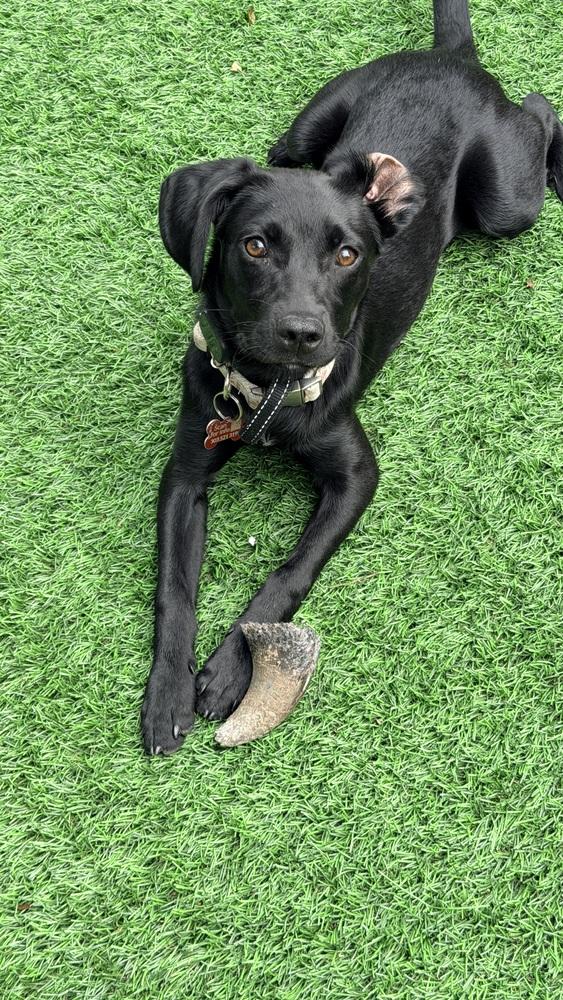 DAPHNE, a Adoptable mixed breed in Thornton, CO image 2/6