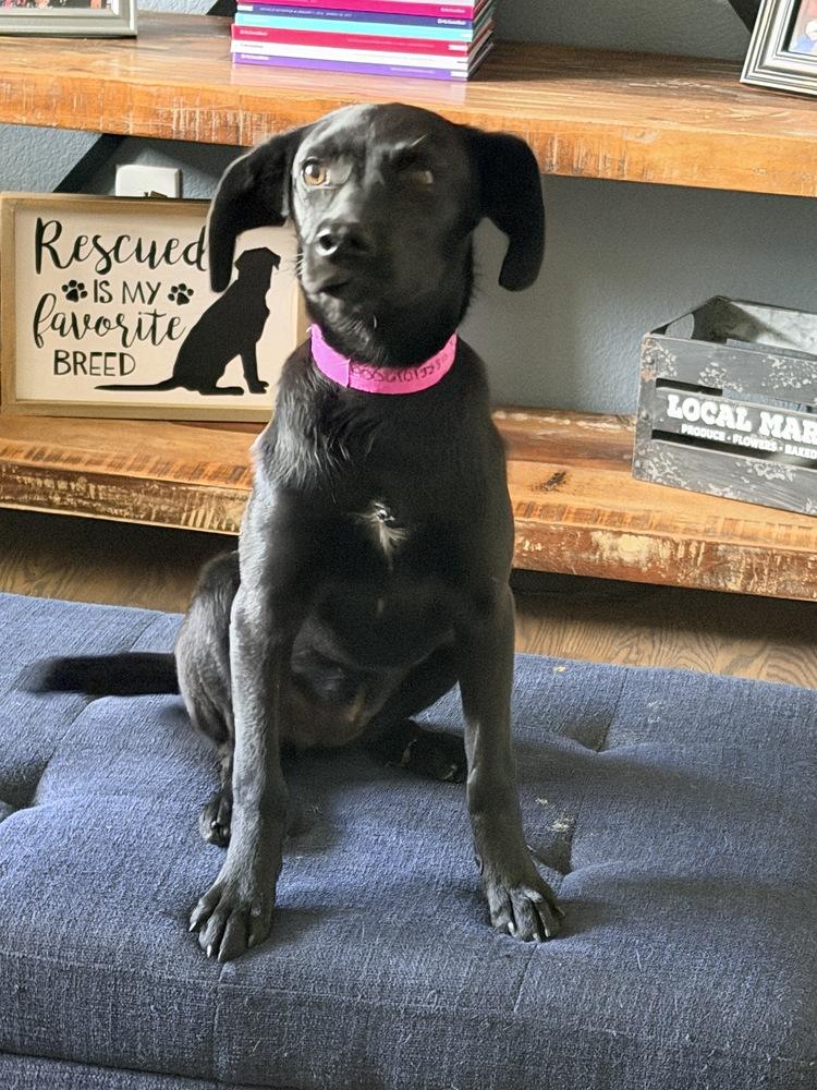 DAPHNE, a Adoptable mixed breed in Thornton, CO image 5/6