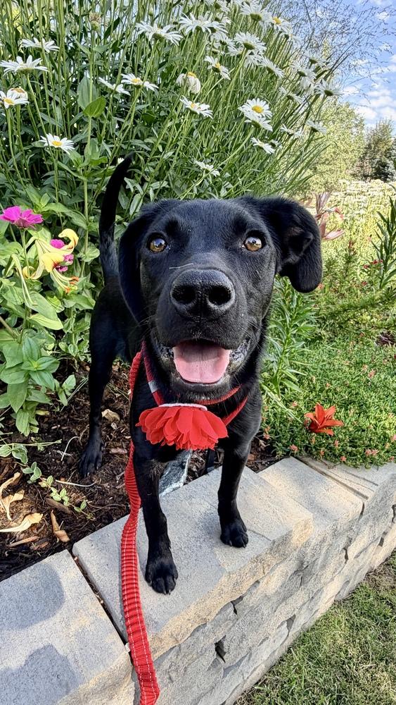 DAPHNE, a Adoptable mixed breed in Thornton, CO image 6/6