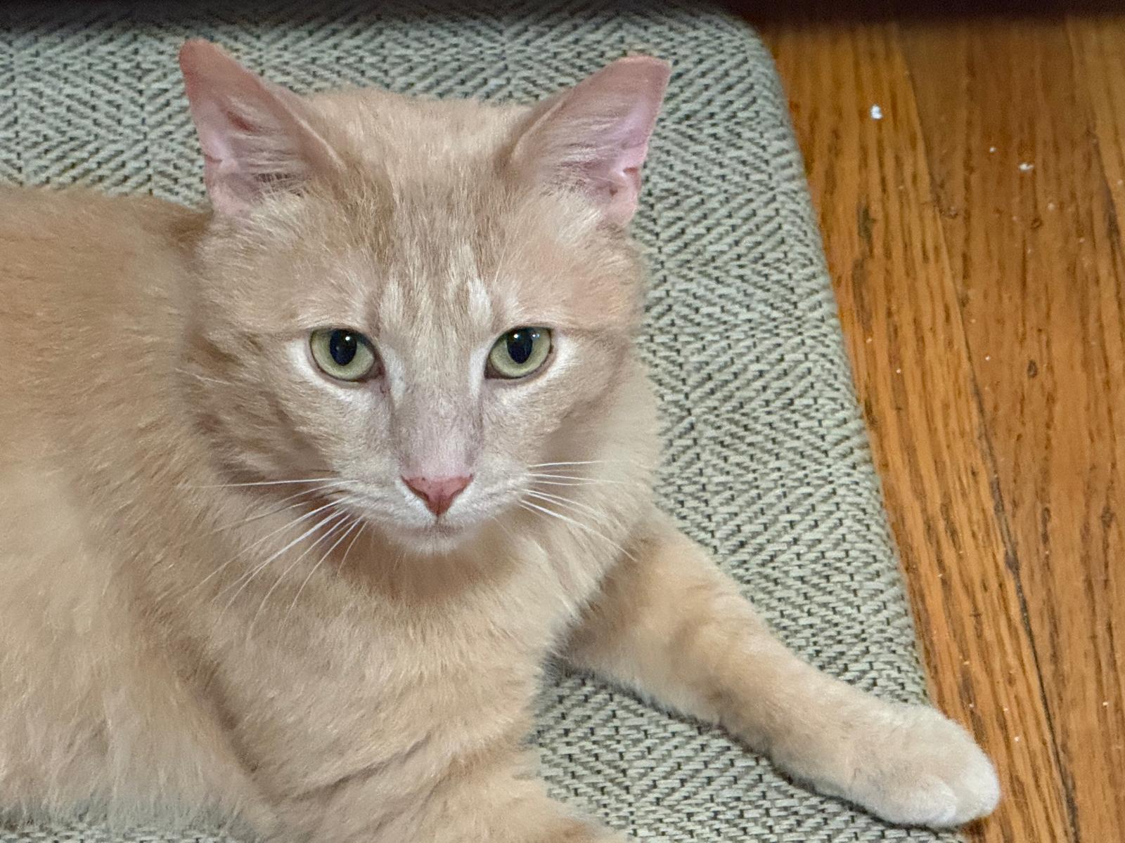 Enlarge Bobby Bryan, an adopted Domestic Short Hair in Rochester, NY image 3/5