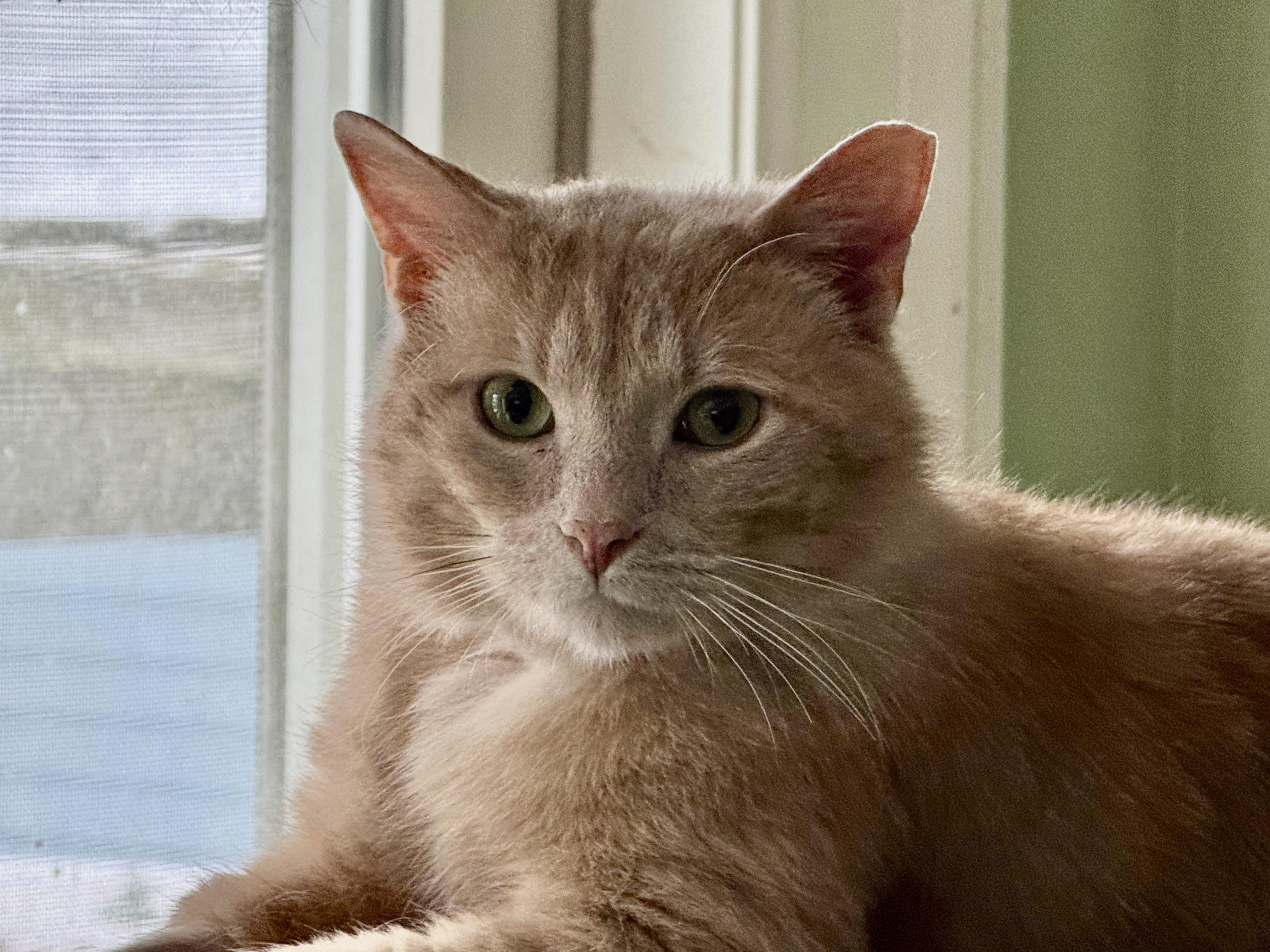 Enlarge Bobby Bryan, a ADOPTABLE Domestic Short Hair in Rochester, NY image 1/2