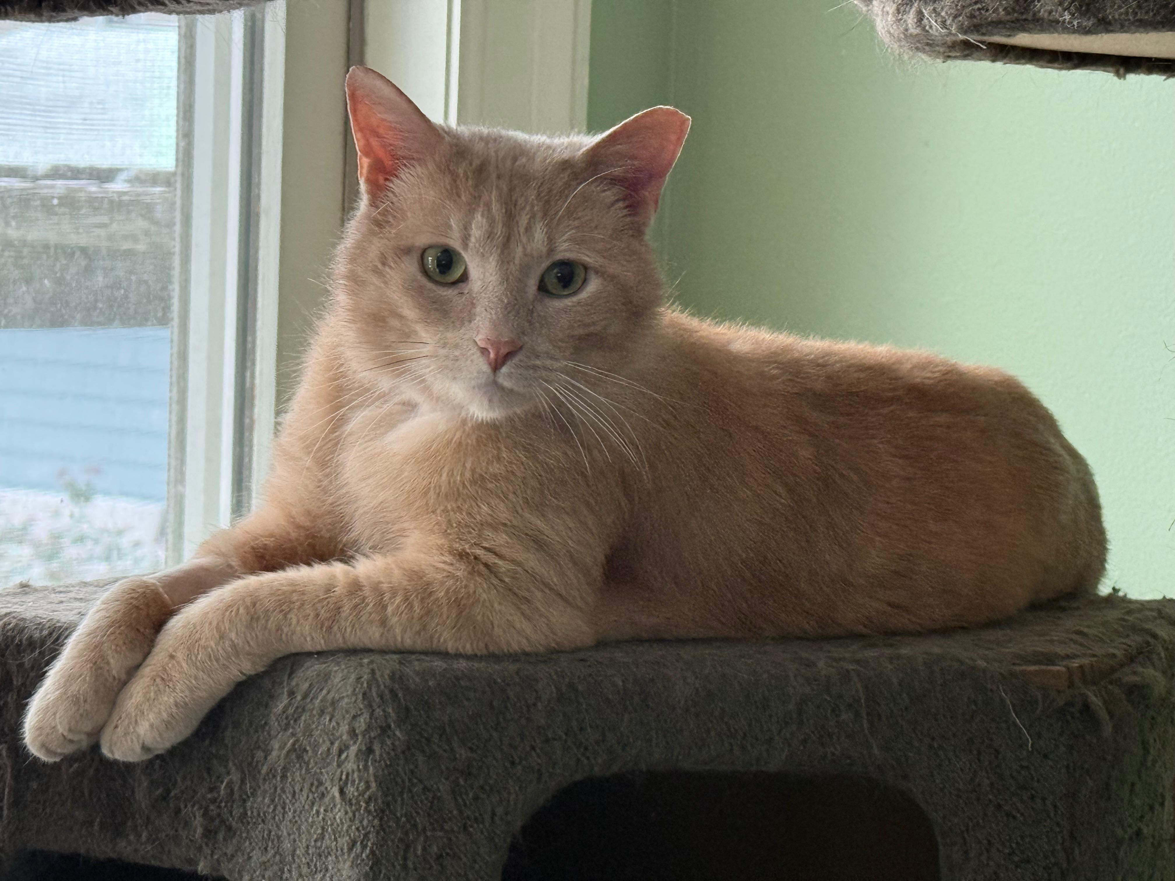 Enlarge Bobby Bryan, a ADOPTABLE Domestic Short Hair in Rochester, NY image 2/2