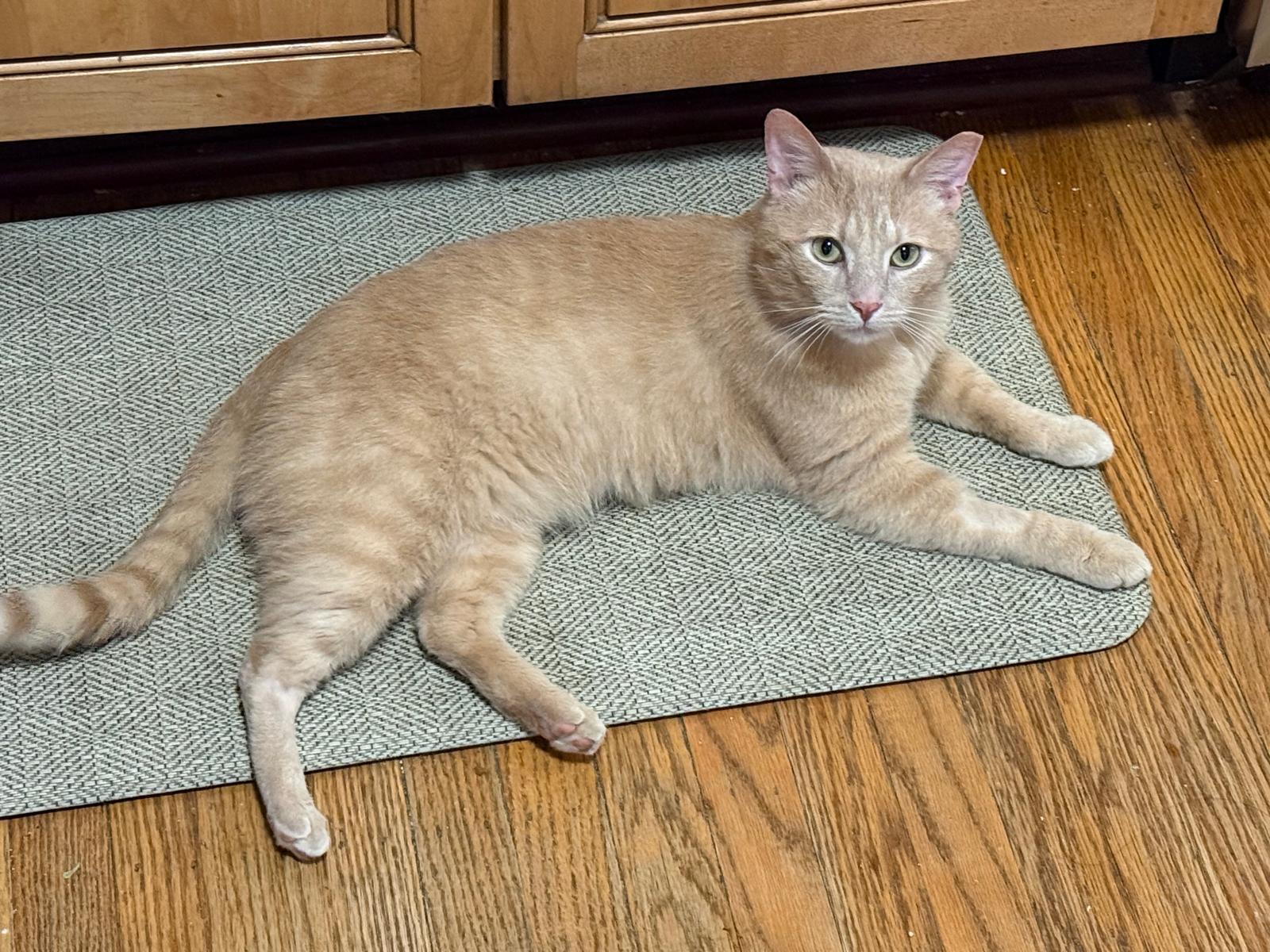 Bobby Bryan, adopted, Adult Male Domestic Short Hair.