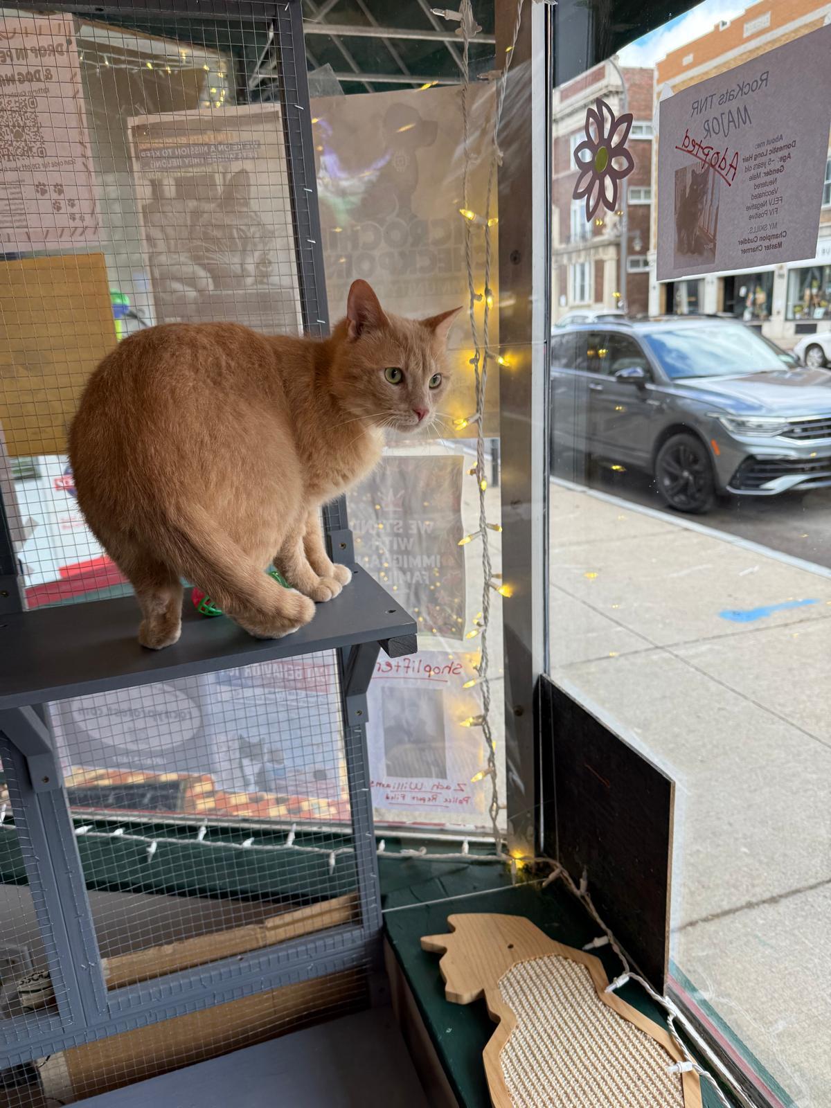 Enlarge Bobby Bryan, an adopted Domestic Short Hair in Rochester, NY image 5/5