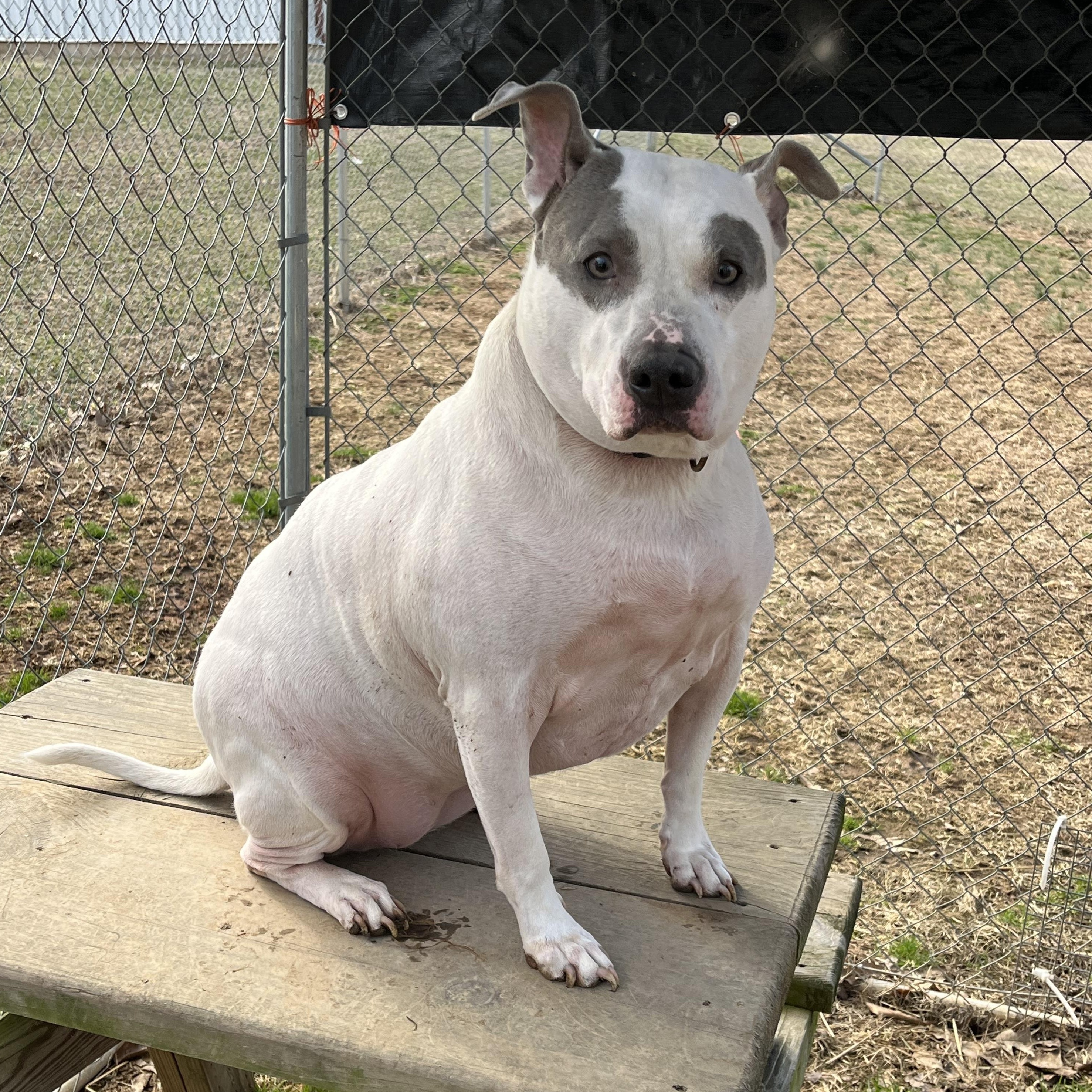 Alton, ADOPTABLE, Adult Female American Staffordshire Terrier.