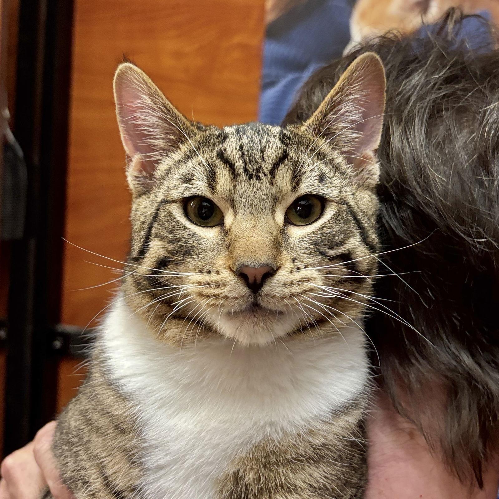 Enlarge Boots, a Adopted Domestic Short Hair in Sonora, CA image 1/1