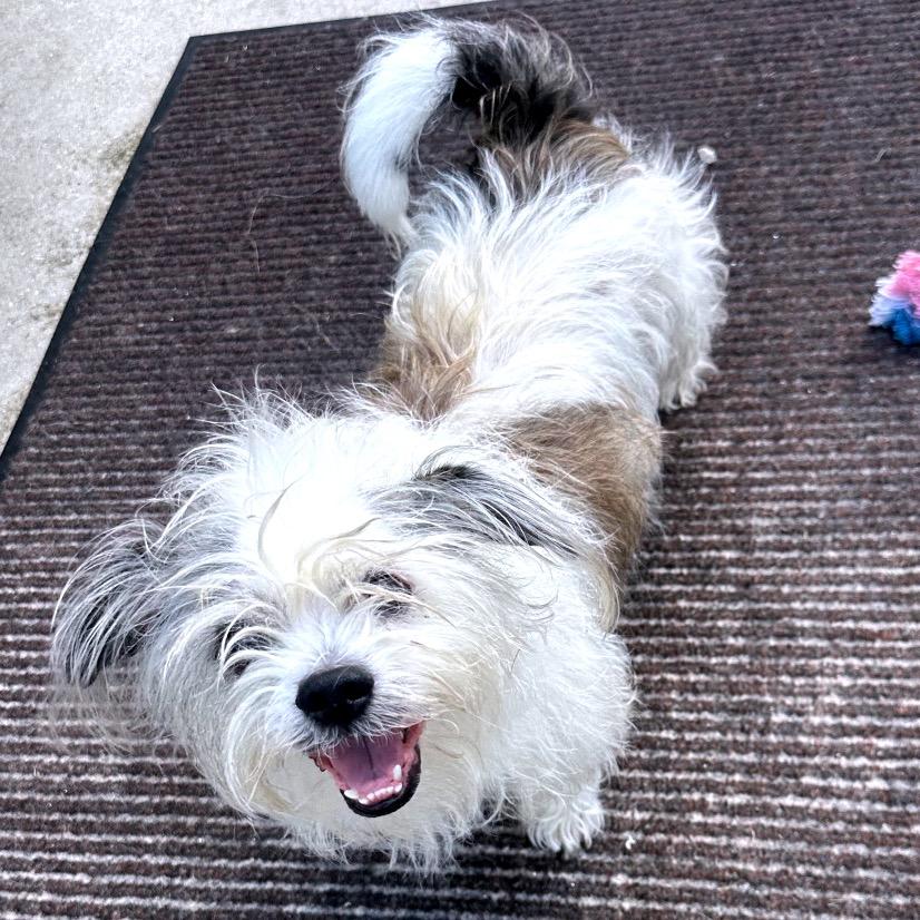 Monty, a Adoptable Shih Tzu in North Port, FL image 2/2