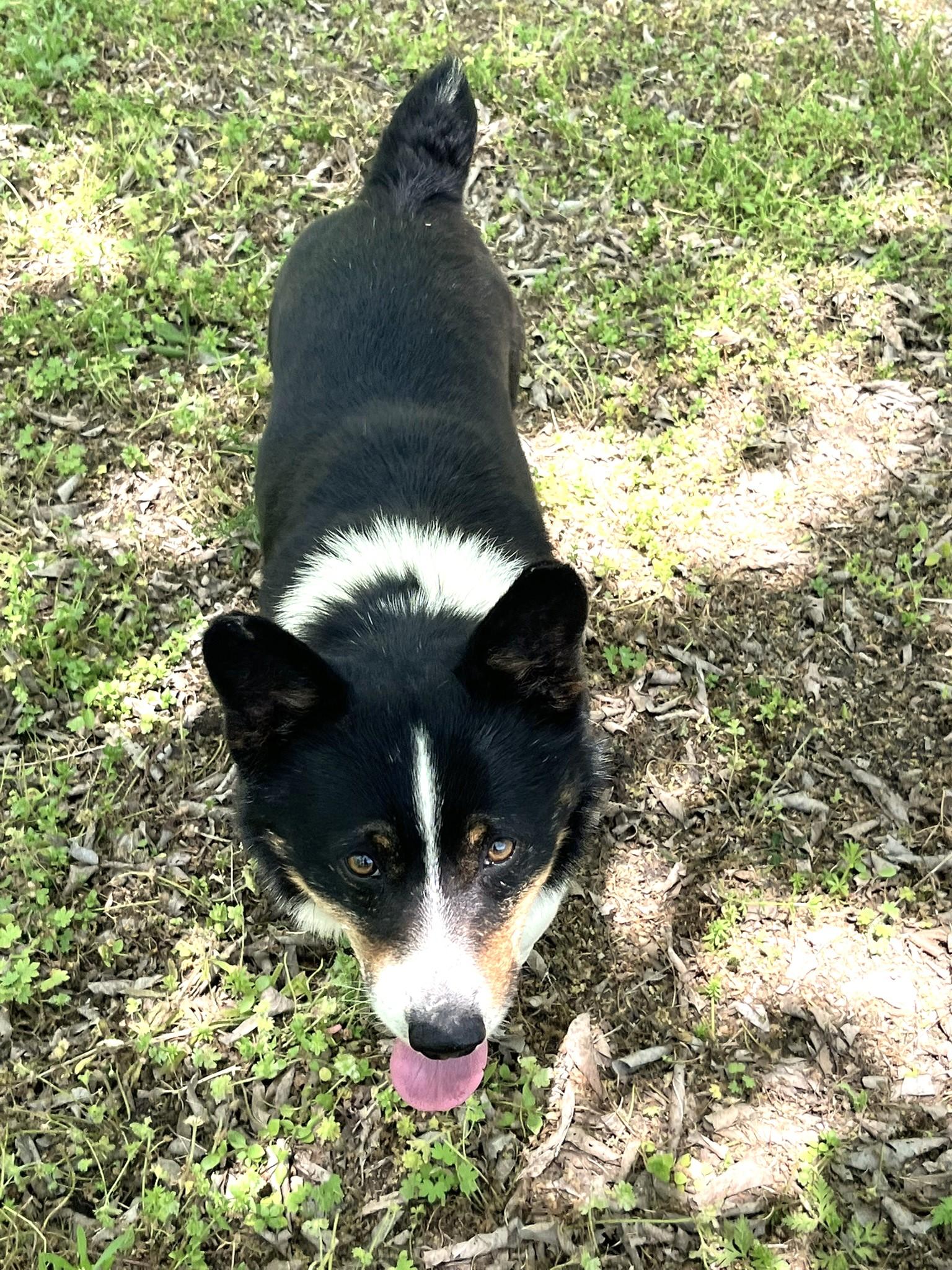 Enlarge Winston, a ADOPTABLE mixed breed in Godley, TX image 3/6