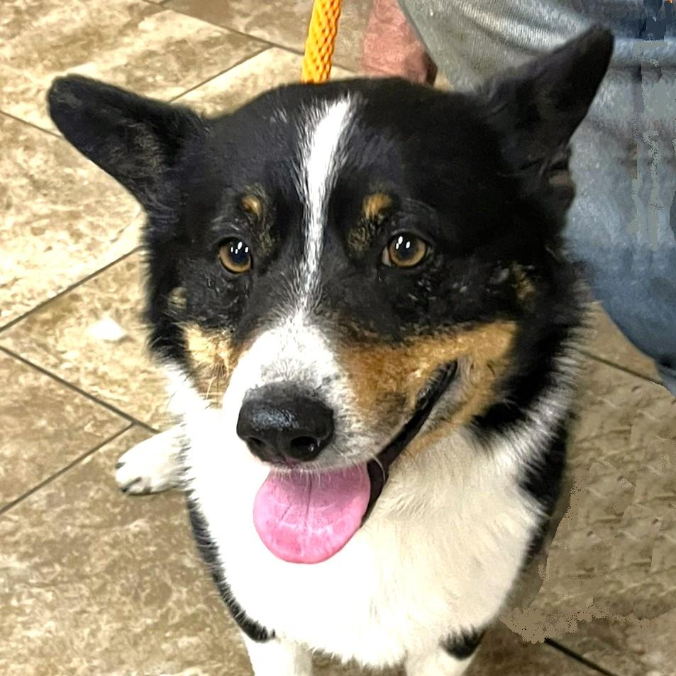 Winston, ADOPTABLE, Adult Male Corgi & Pembroke Welsh Corgi.