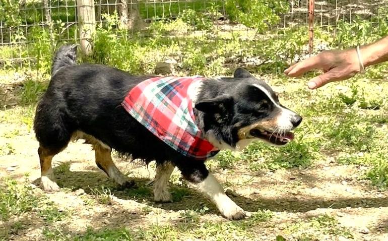 Enlarge Winston, a ADOPTABLE mixed breed in Godley, TX image 5/6