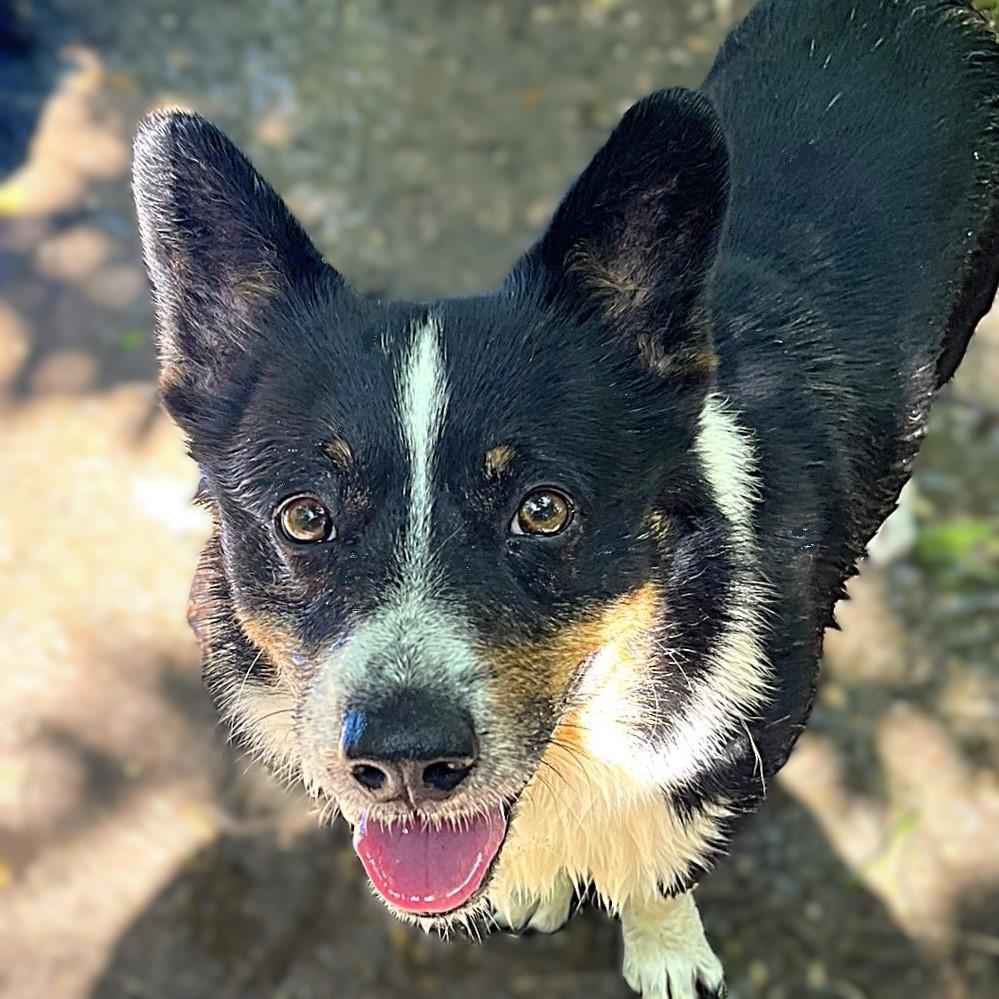 Winston, an adopted mixed breed in Godley, TX image 1/6