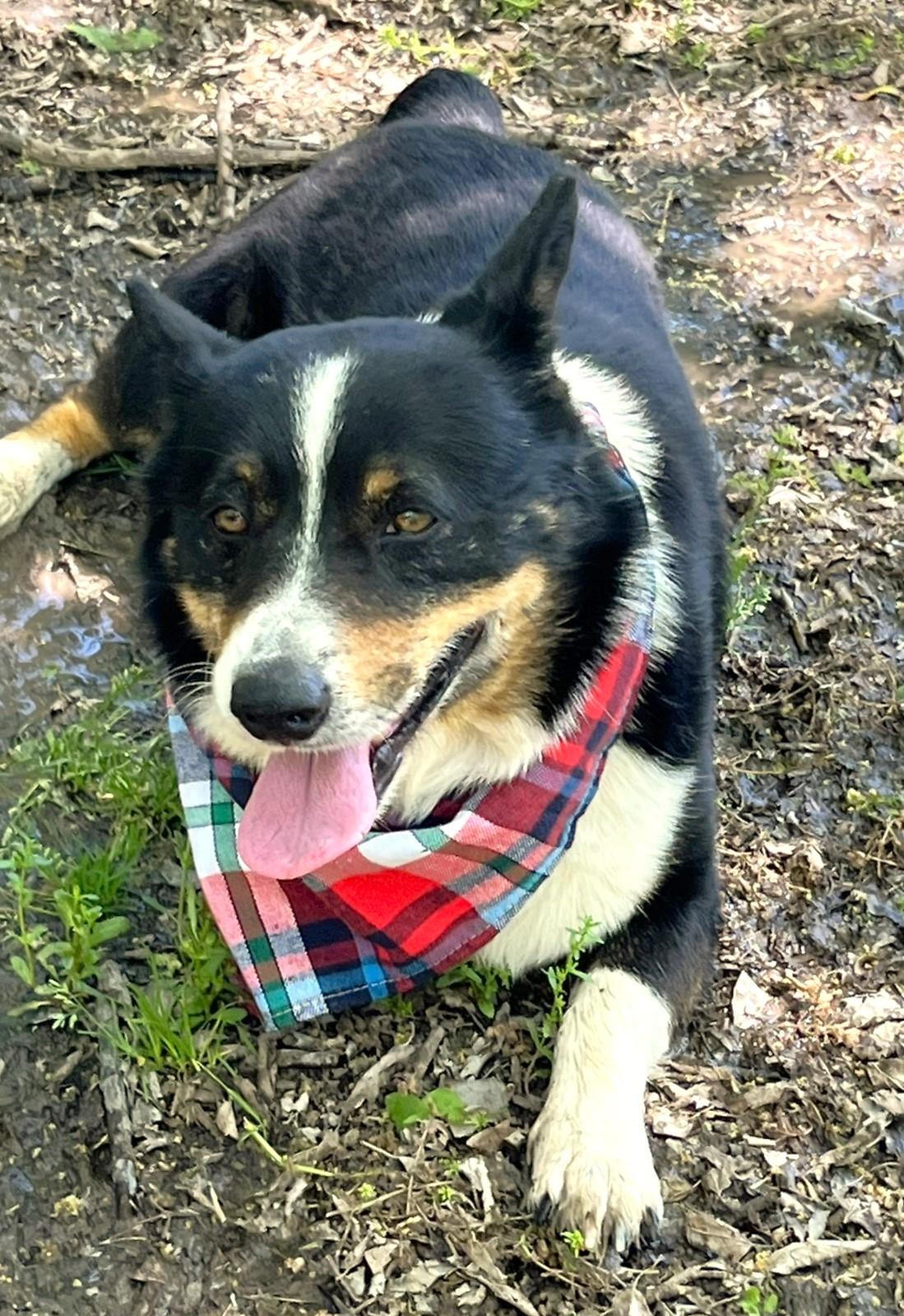 Winston, an adopted mixed breed in Godley, TX image 6/6