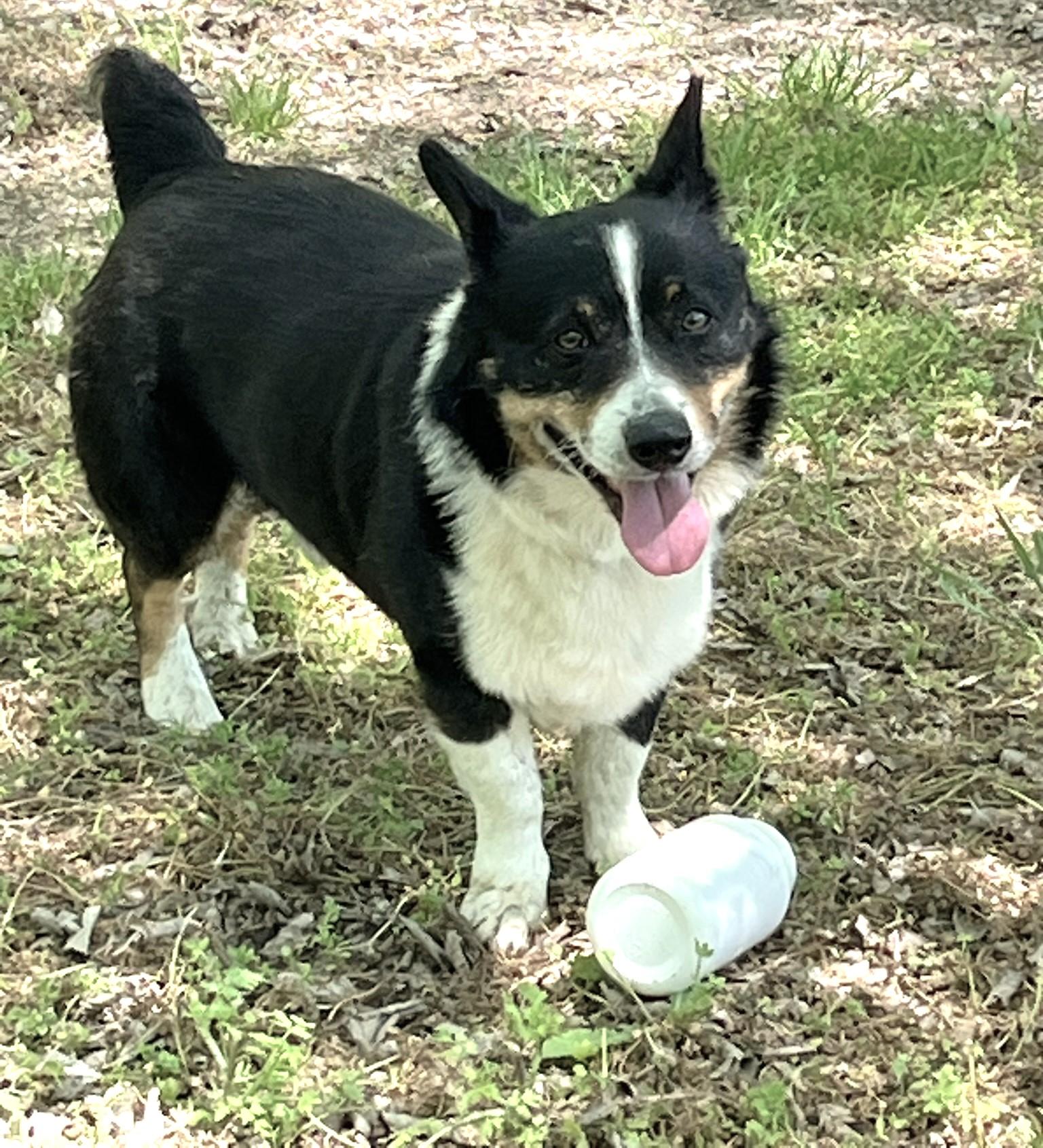 Enlarge Winston, a ADOPTABLE mixed breed in Godley, TX image 4/6