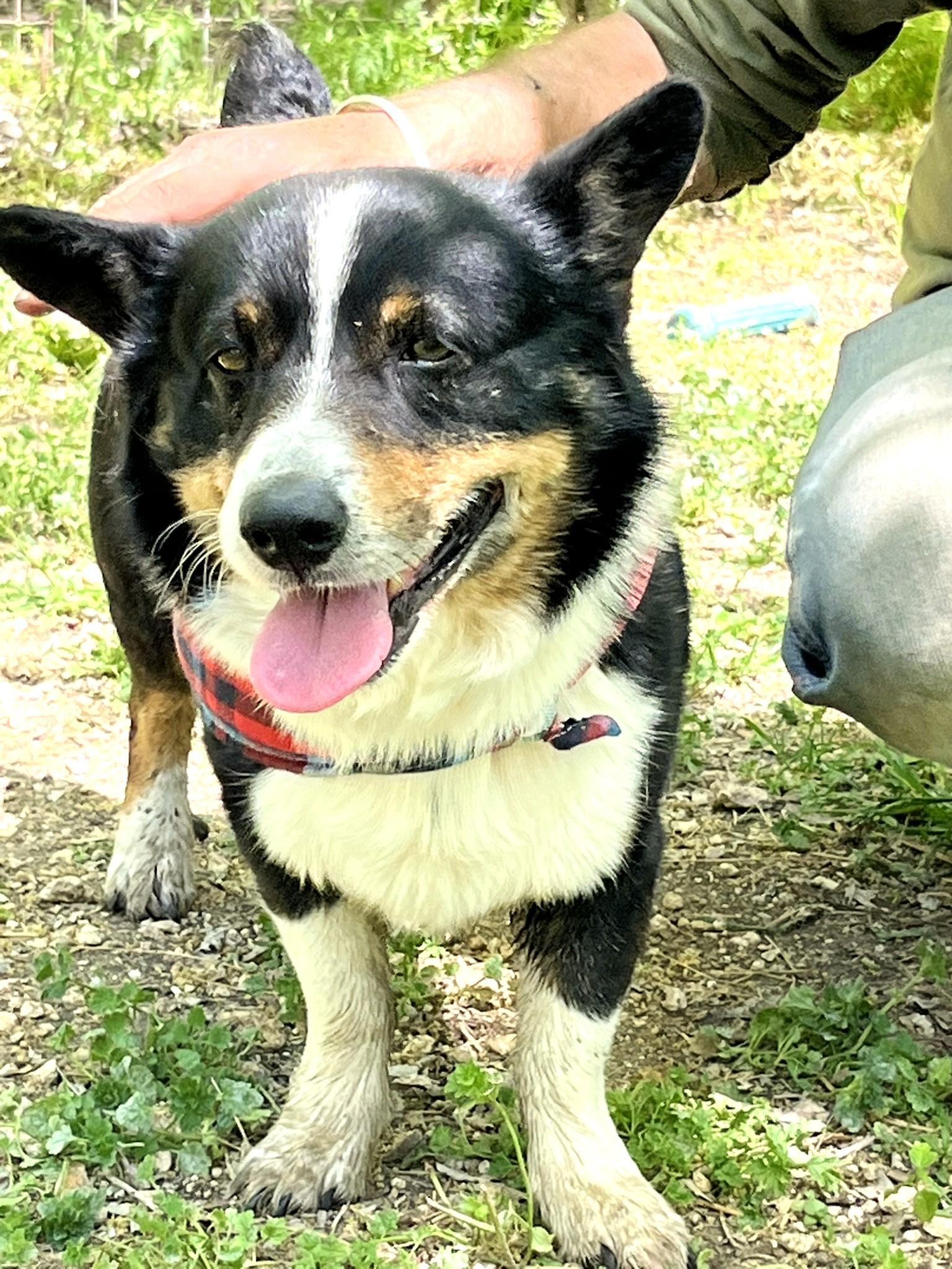 Enlarge Winston, a ADOPTABLE mixed breed in Godley, TX image 2/6