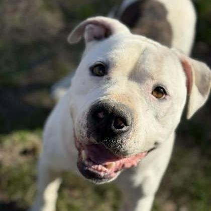 Enlarge Big Ben, a Adoptable mixed breed in North Charleston, SC image 1/6