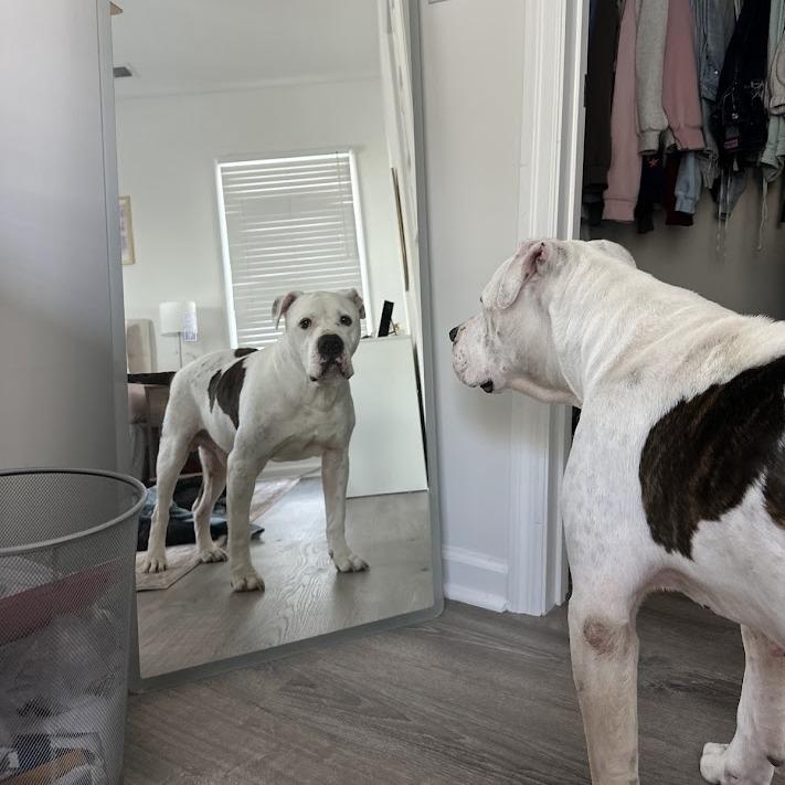 Enlarge Big Ben, a Adoptable mixed breed in North Charleston, SC image 2/6