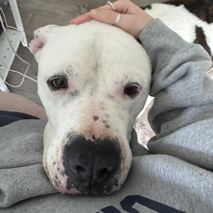 Enlarge Big Ben, a Adoptable mixed breed in North Charleston, SC image 3/6