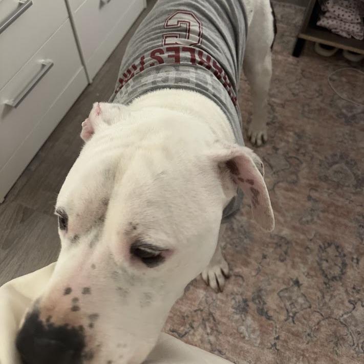 Enlarge Big Ben, a Adoptable mixed breed in North Charleston, SC image 4/6