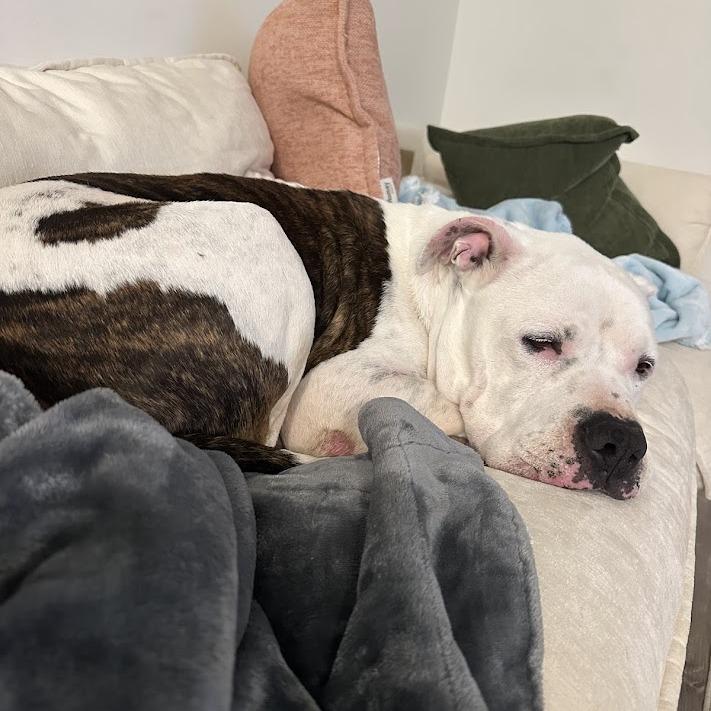 Enlarge Big Ben, a Adoptable mixed breed in North Charleston, SC image 5/6