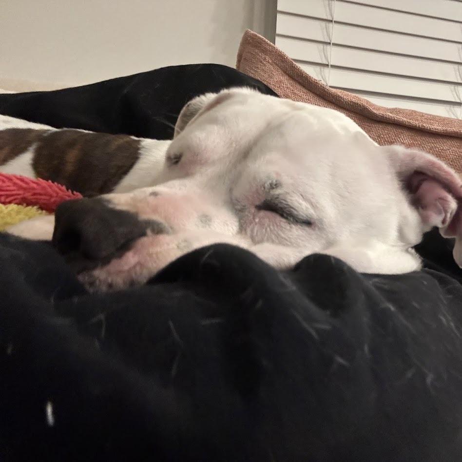 Enlarge Big Ben, a Adoptable mixed breed in North Charleston, SC image 6/6