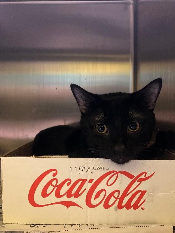 Sylvester, Adoptable, Adult Male Domestic Short Hair.