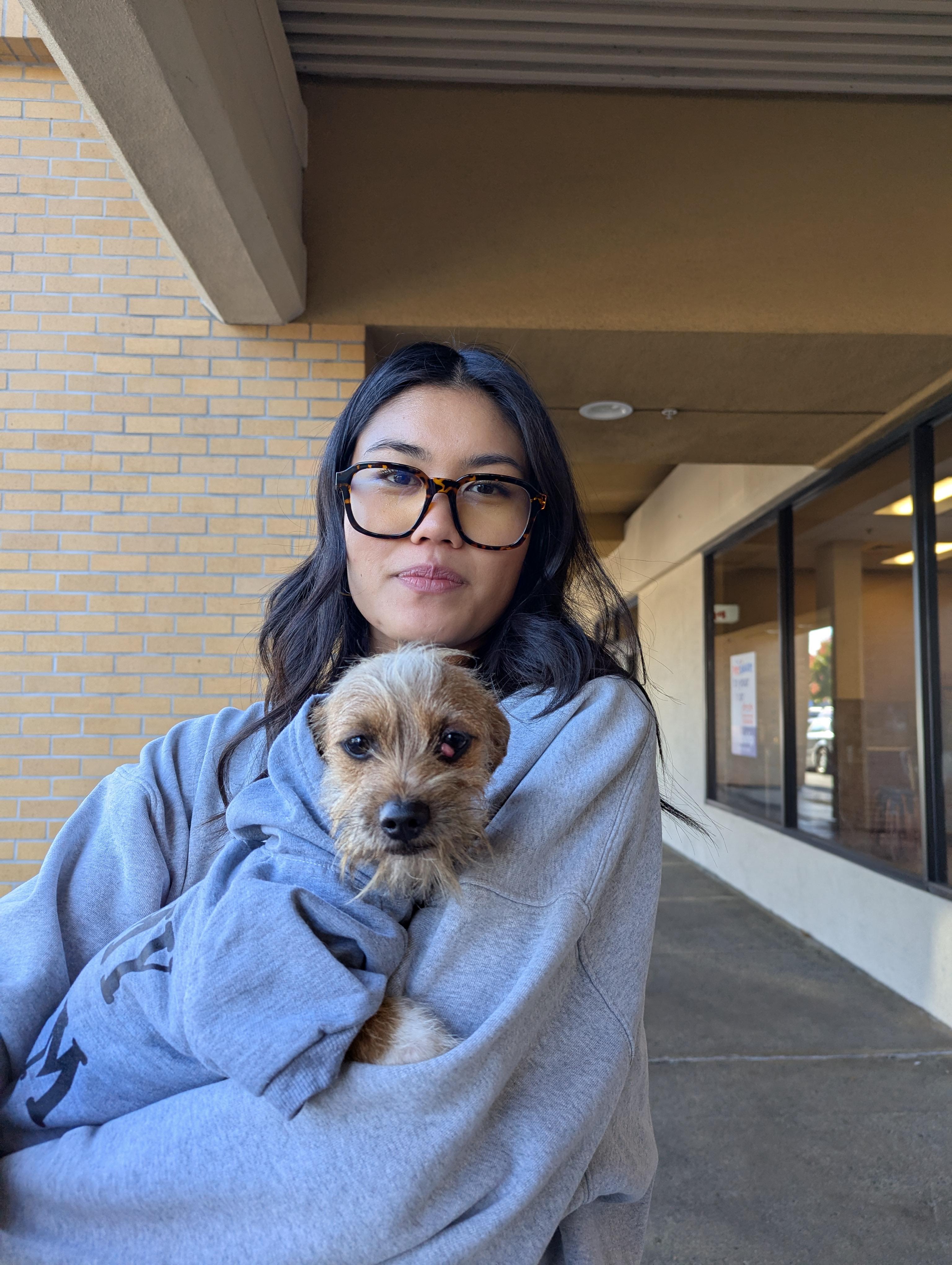 Ben, ADOPTABLE, Young Male Terrier.