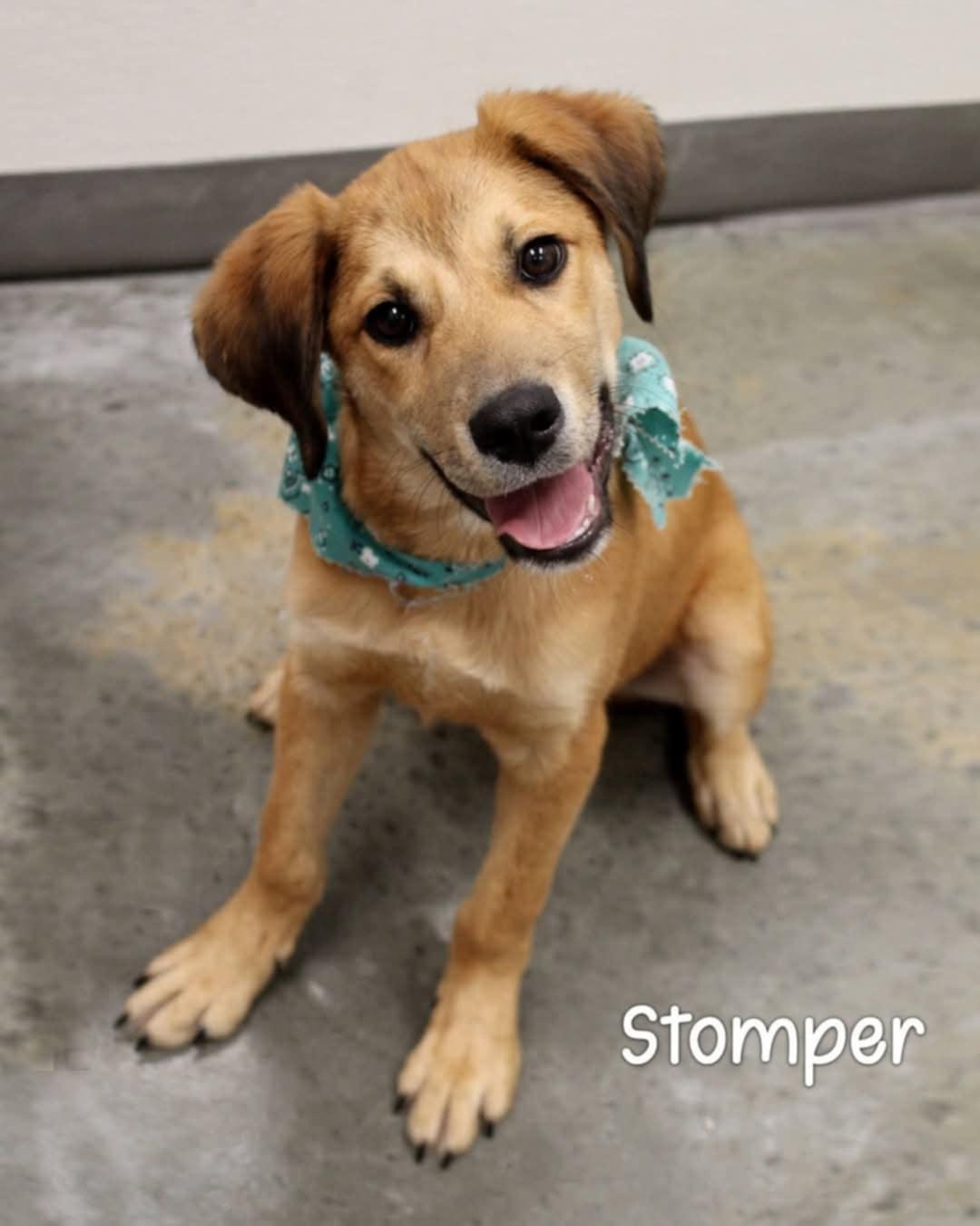 Enlarge STOMPER-ADOPTED!!!, a Adoptable mixed breed in North Granby, CT image 1/1
