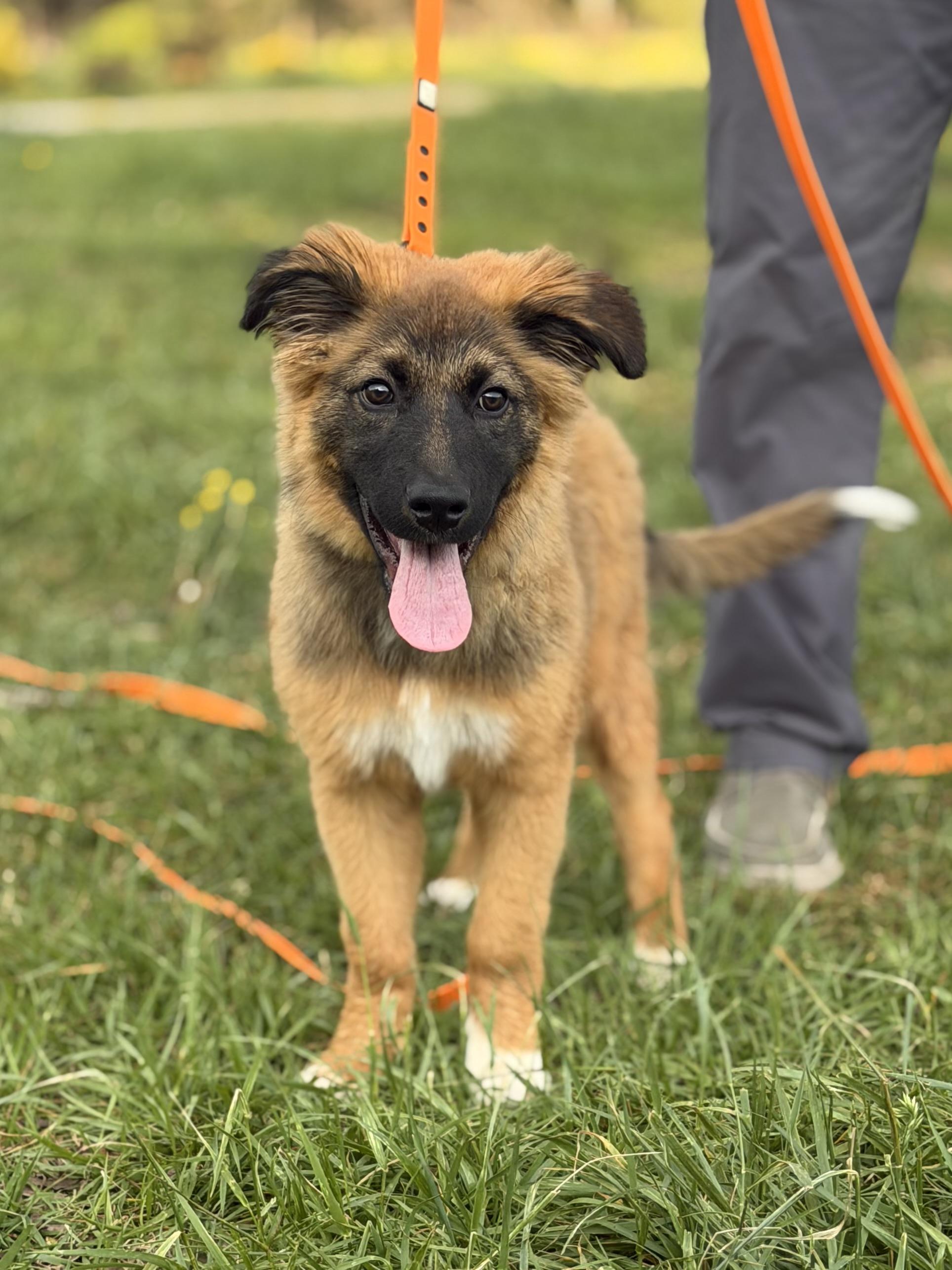 Enlarge Pascal, an adopted mixed breed in Rome, GA image 3/3