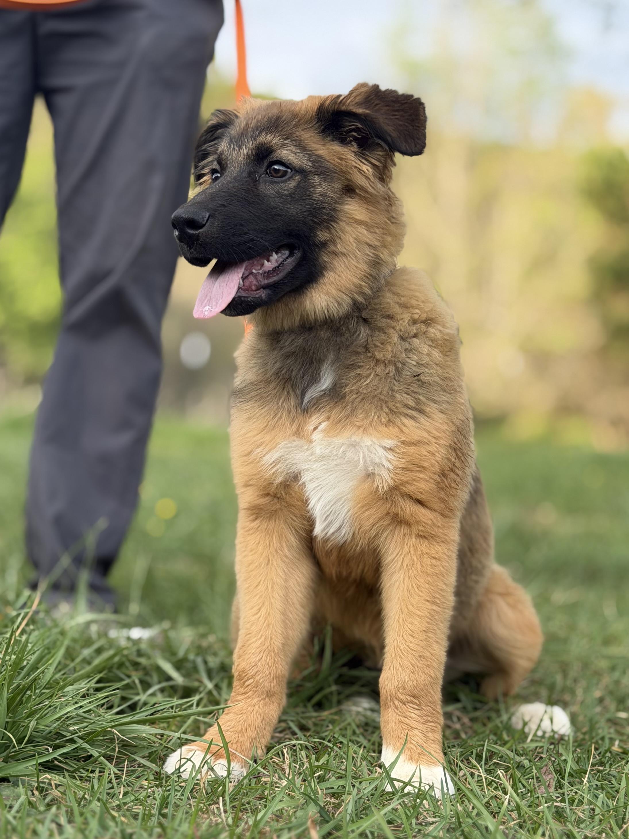 Enlarge Pascal, an adopted mixed breed in Rome, GA image 2/3