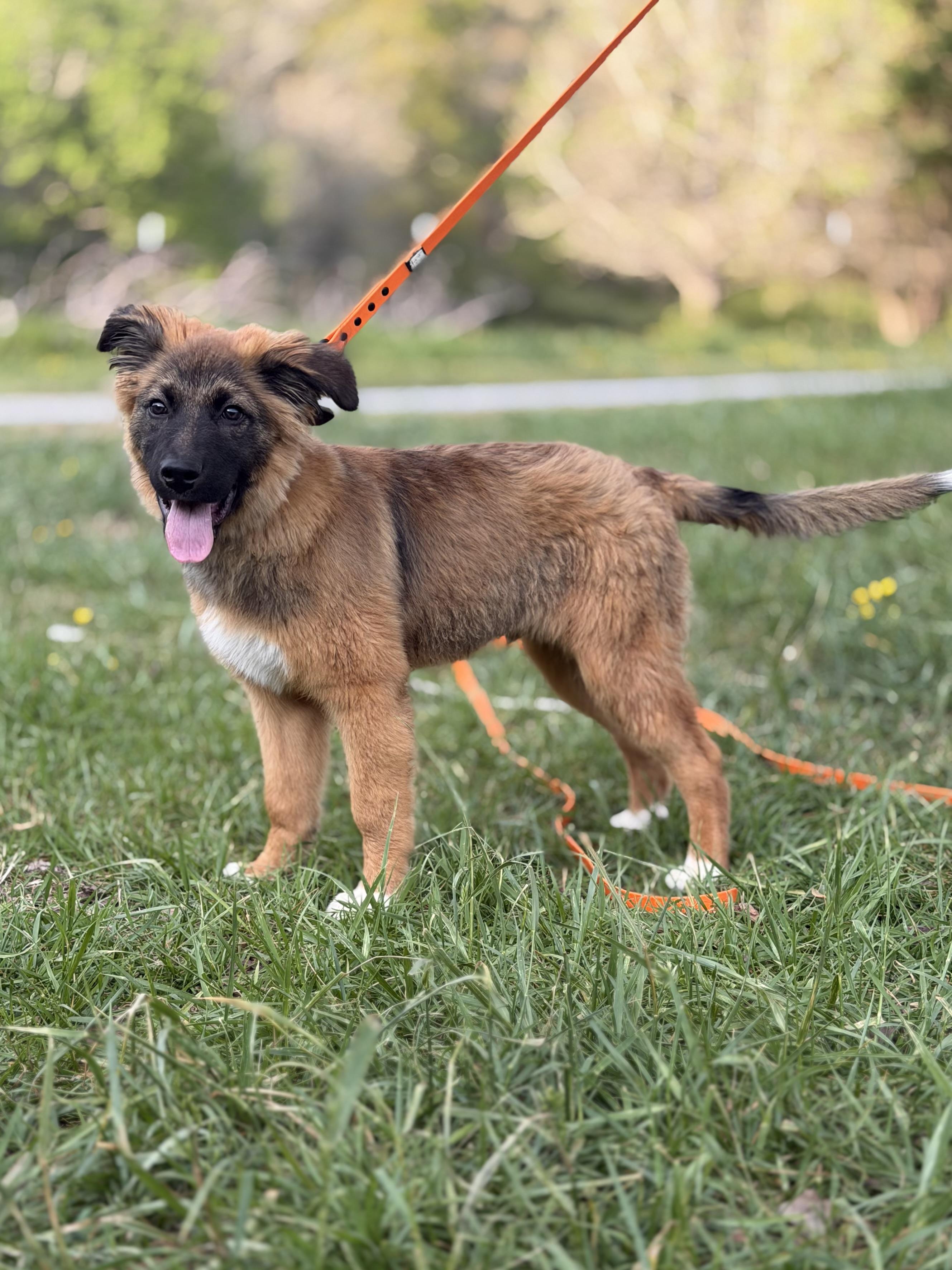 Pascal, adopted, Young Male German Shepherd Dog.