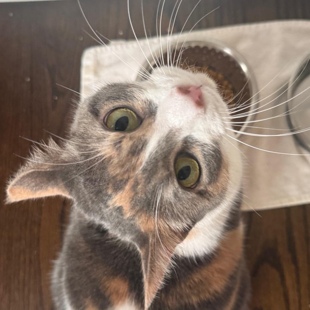 Cammie — thumbnail 2