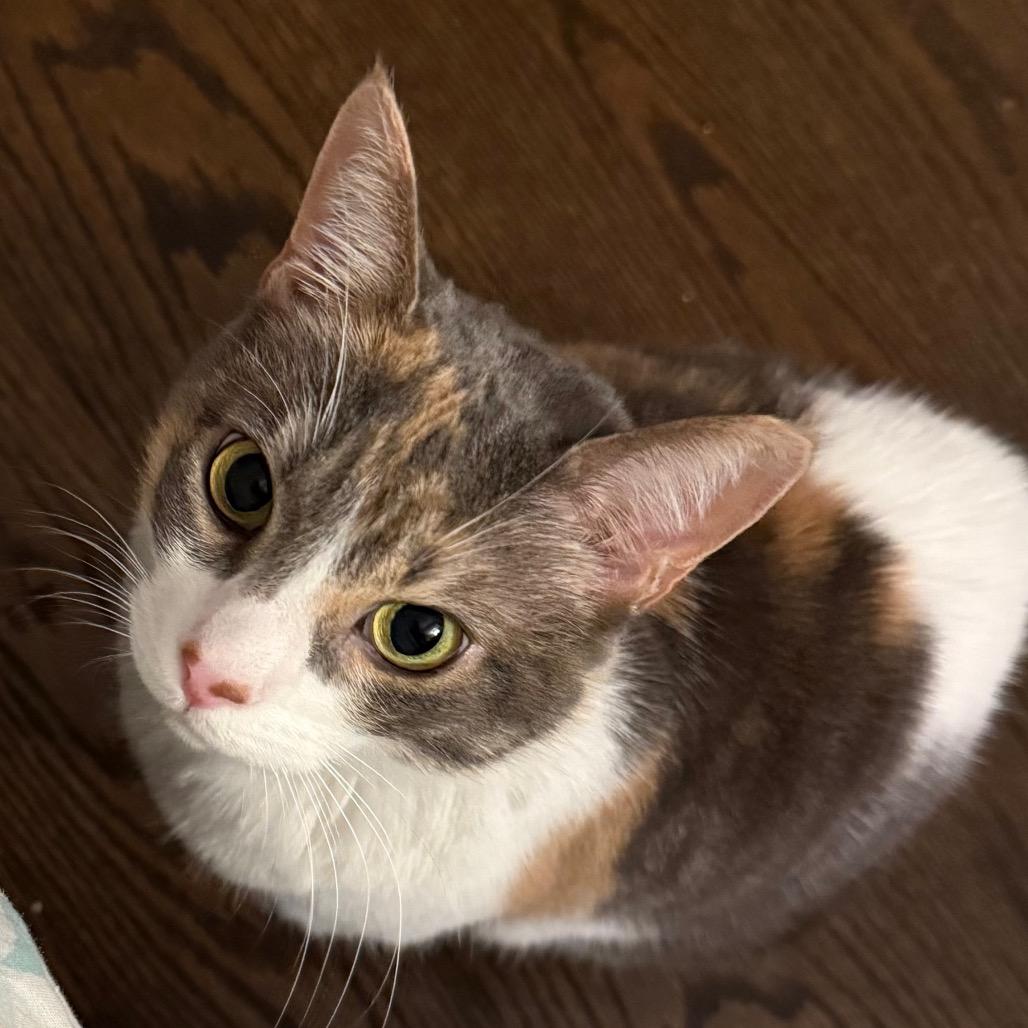 Cammie — thumbnail 3