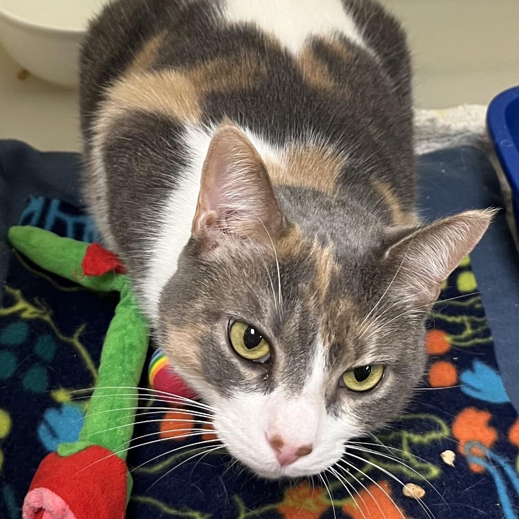 Cammie — thumbnail 5